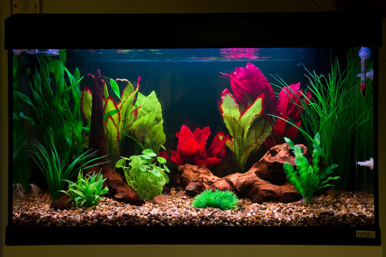 Искусственные растения для аквариума: плюсы и минусы, рекомендации по выбору и чистке